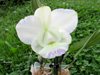 Cattleya walkeriana Kenny